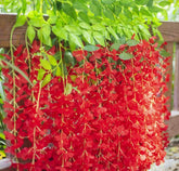 Pack of 6 Artificial Wisteria Vine , Wisteria flower Hanging ( Red )