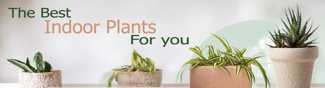 Plants